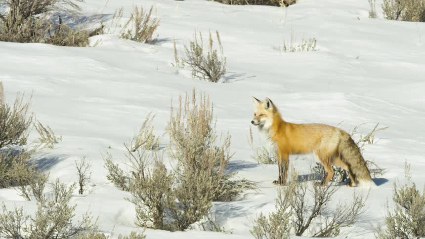 A beautiful red fox stands and surveys its surroundings before sitting down in the bright white snow