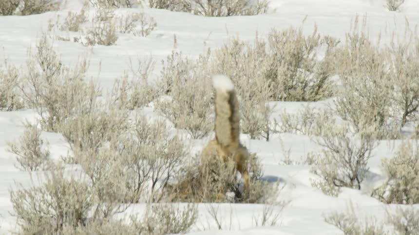 Slow motion shot of a wild red fox hunting in a snowy landscape, leaping high into the air and diving headfirst into the deep snow to catch its prey