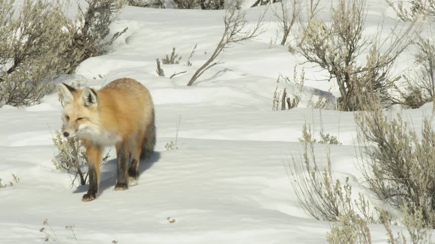 A beautiful red fox licks its lips while walking toward the camera through a snowy, sagebrush-covered landscape in slow motion
