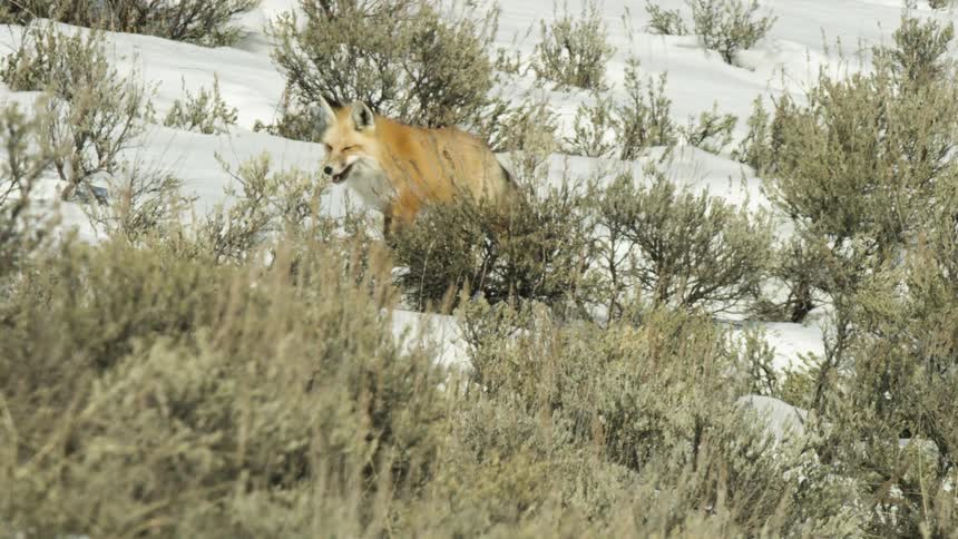 A beautiful red fox stands and yawns on a snowy hillside before walking through the sagebrush in slow motion