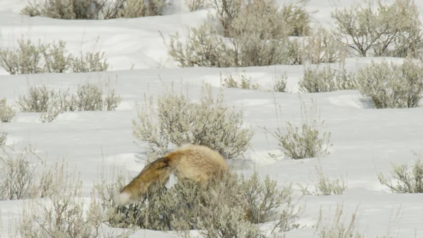 In stunning slow motion, a red fox hunts for prey by leaping into the air and diving headfirst into the deep snow