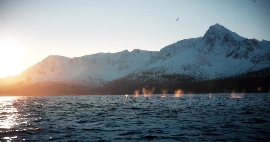 A pod of whales swims in the arctic ocean at sunset with beautiful snow-covered mountains in the background