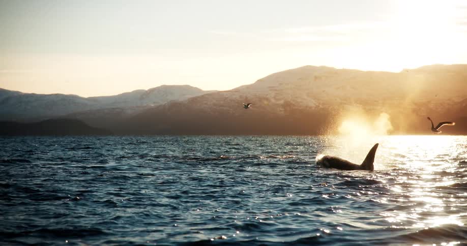 A majestic pod of orcas swims and spouts water in a cold ocean fjord during a brilliant golden sunrise in slow motion