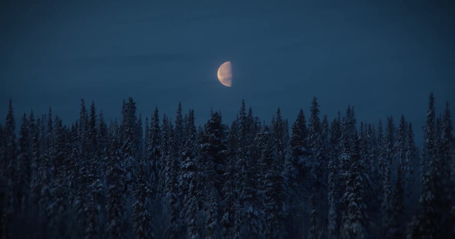 A half moon shines bright in the dark night sky over a vast, snow-covered pine forest