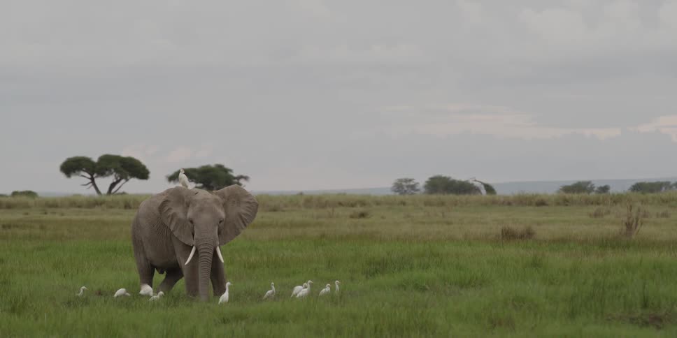 Birds sitting on, and around an elephant