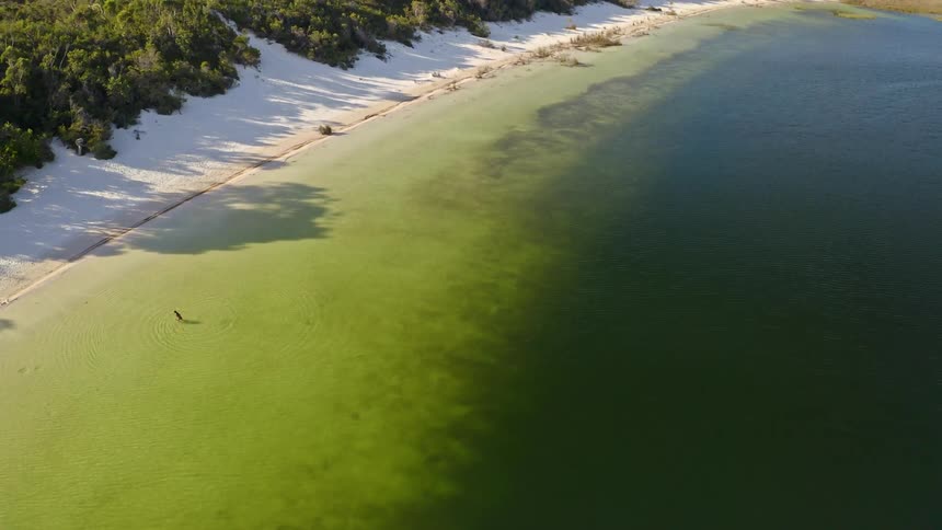High aerial pullback reveals a lone person wading in a stunning two-toned freshwater lake bordered by a white sand beach and lush green forest