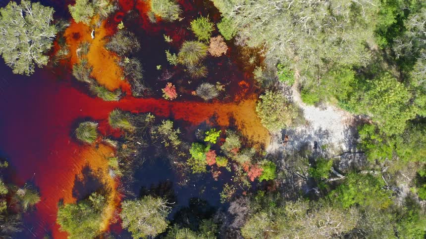 A stunning top-down aerial shot slowly pulls out to reveal a vibrantly colored lake with red and orange hues, surrounded by lush green bushland