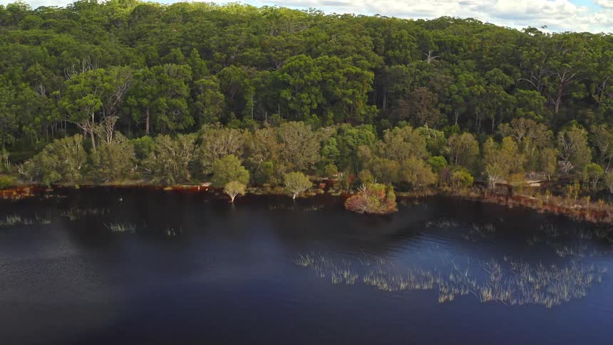 Aerial view pulls back from the shoreline of a unique red lake to reveal the vast, dense green forest surrounding it