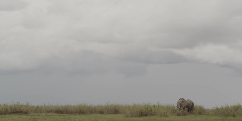 A couple elephants in the grassy distance on a cloudy day