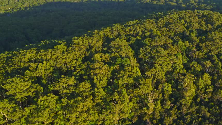 Stunning aerial footage begins with a top-down view of a secluded white sand beach and a calm lake, then reveals the expansive green forest under the golden morning light