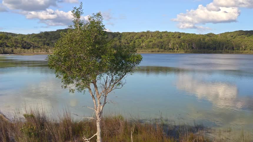 A slow zoom out reveals a serene, beautiful lake behind a lone tree on a sandy shore surrounded by a lush forest