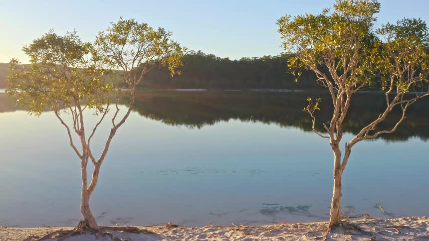 Drone pulls back from a serene lake at sunrise to reveal two beautiful trees growing on the white sandy shore