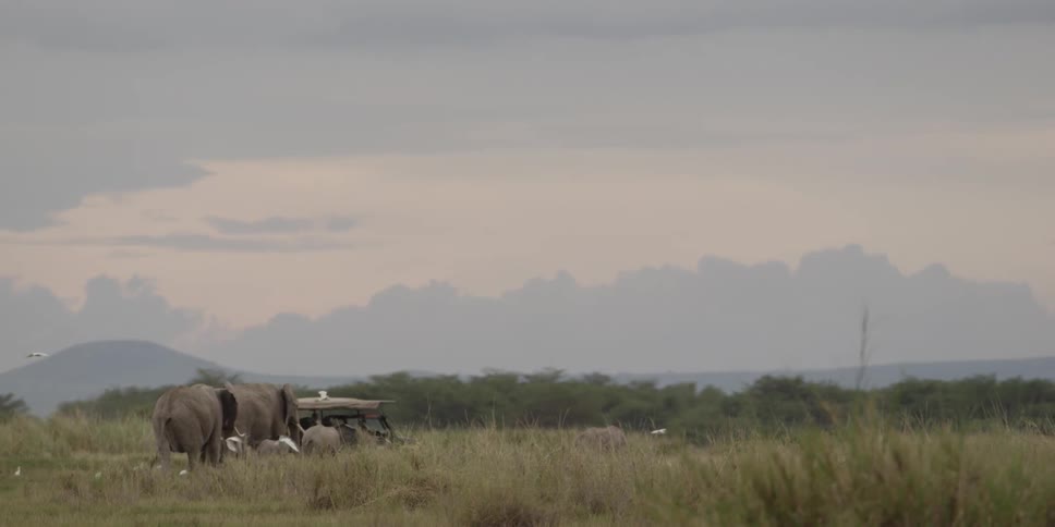Elephants walking in a field watching a safari jeep