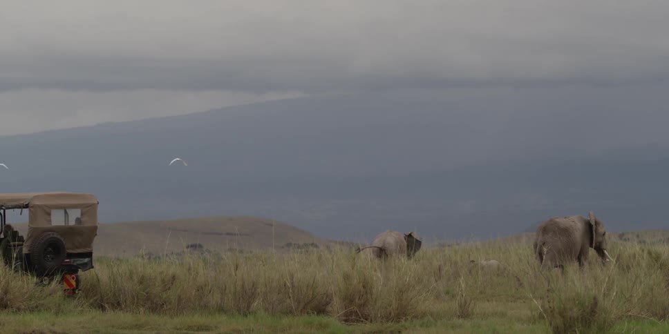 A truck drives past a couple elephants that are wandering through the grass