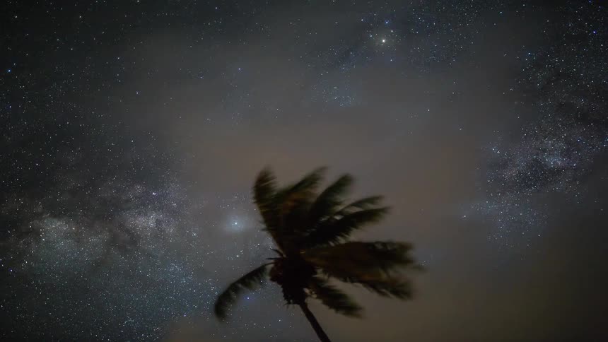 A silhouetted palm tree blows in the wind as the Milky Way galaxy drifts across the starry night sky in a beautiful timelapse