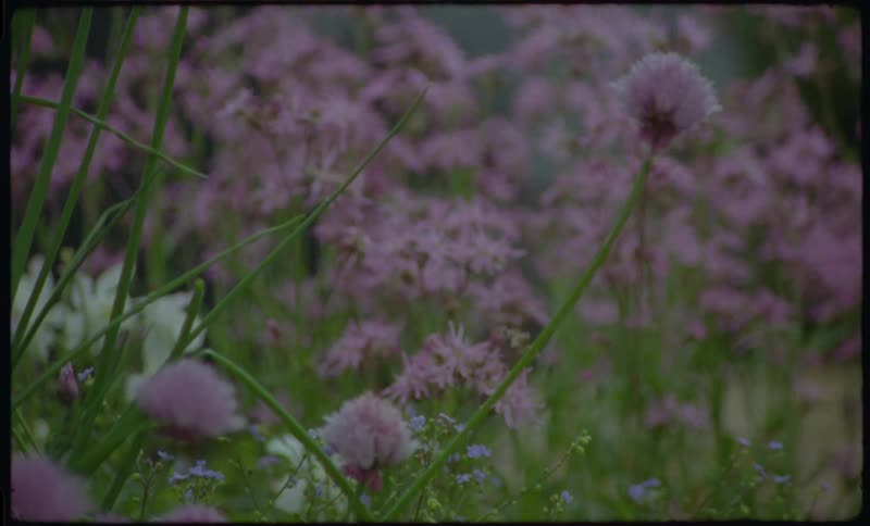 A dreamy, vintage-style shot rack focuses between purple chive blossoms and a field of wild Ragged Robin flowers