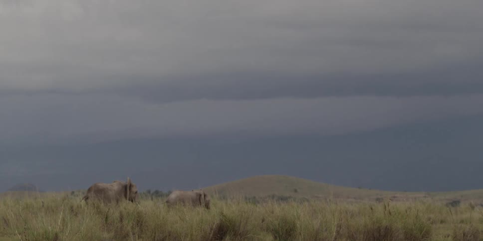 Two lions walking through tall grass on an overcast day