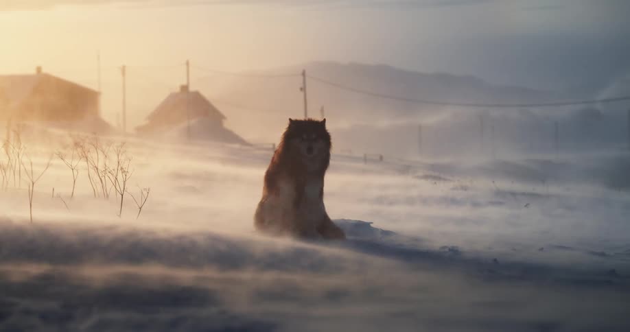 A majestic wolf-like dog sits stoically in a fierce blizzard at sunset before getting up and walking through the blowing snow
