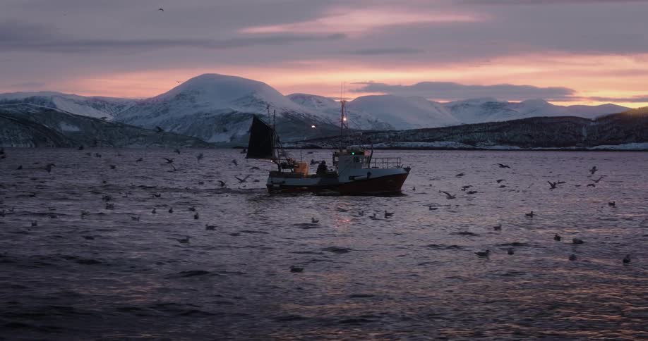 A fishing boat sails through a Norwegian fjord at sunset, surrounded by a flock of seagulls against a backdrop of snow-covered mountains