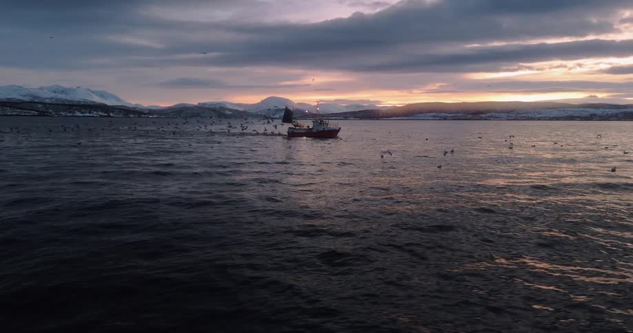 A fishing boat surrounded by a flock of seagulls sails on the water at sunset with snowy mountains on the horizon