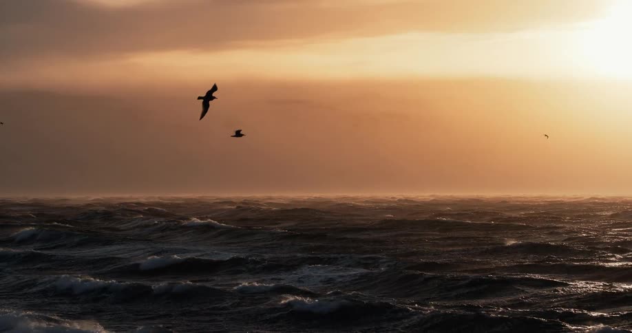 Seagulls fly in slow motion over a stormy ocean during a dramatic golden sunset