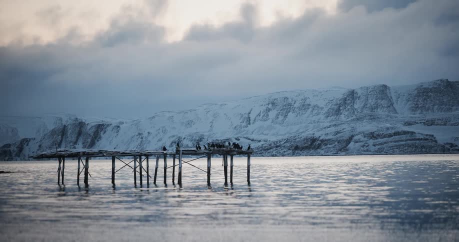 Seabirds rest on a wooden pier in a calm, frozen fjord surrounded by snow-covered mountains