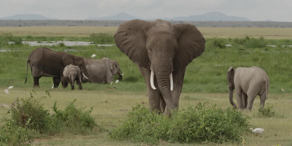 Herd of elephants standing in a field