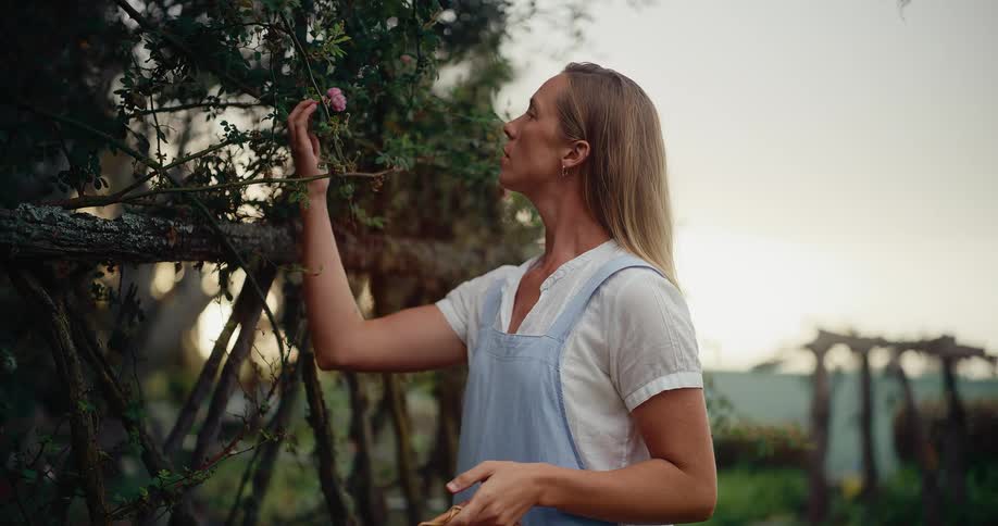 A serene woman in an apron gently touches a climbing rose in her garden at golden hour