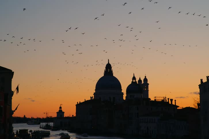 A large flock of birds flies in silhouette over the Basilica di Santa Maria della Salute and the Grand Canal in Venice, Italy at sunset