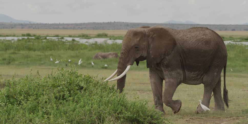 Large elephants walking in their natural environment while small white birds follow