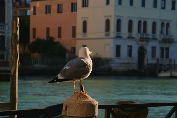 A majestic seagull perches on a weathered post, basking in the golden sunlight along a picturesque Venetian canal