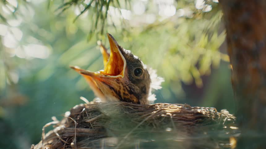 A close-up of two hungry baby birds with open beaks waiting for food in their nest in a tree