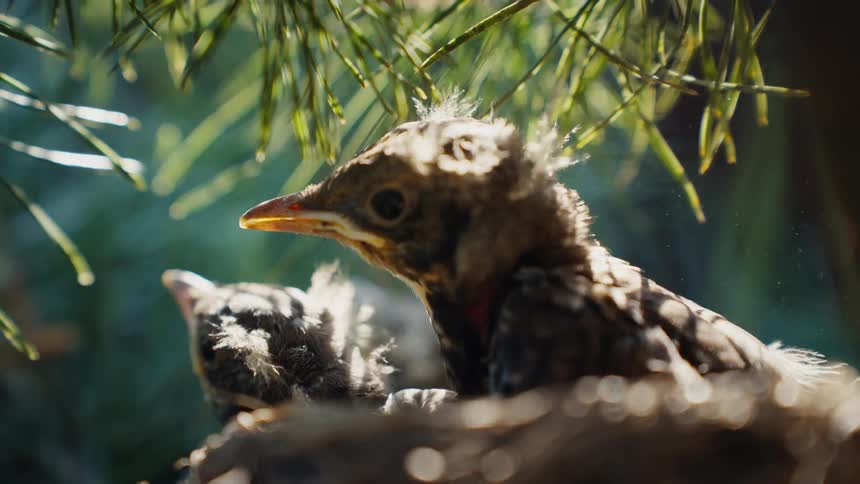 Two newborn robin chicks with fluffy feathers wait in their nest under a pine tree