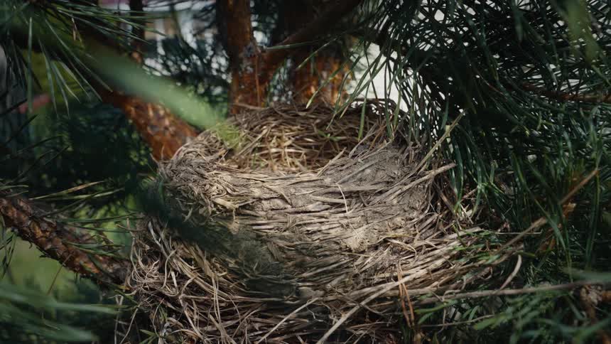 A close-up view of an empty bird's nest made of twigs and mud, nestled in the green branches of a pine tree