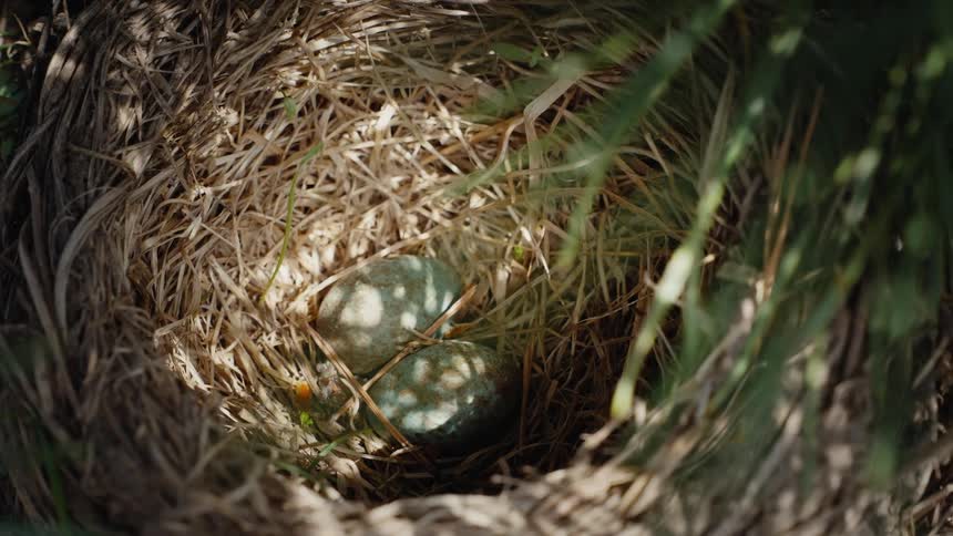 A close-up view of a bird's nest made of straw containing two small speckled eggs, with dappled sunlight shining through the grass