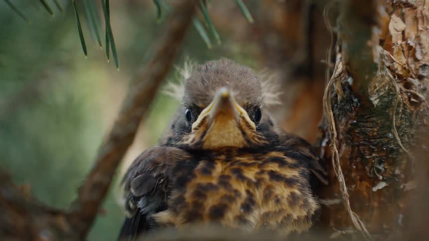 A fluffy fledgling bird sits patiently on a pine tree branch before turning to the camera and opening its beak wide