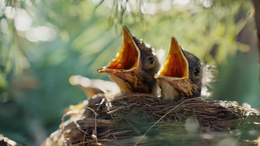 Hungry baby birds sit in their nest with beaks wide open, waiting for their mother to bring food