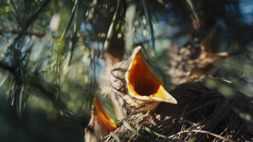 Close-up of a sleepy baby bird with its mouth wide open, dozing off while waiting for food in its sun-dappled nest