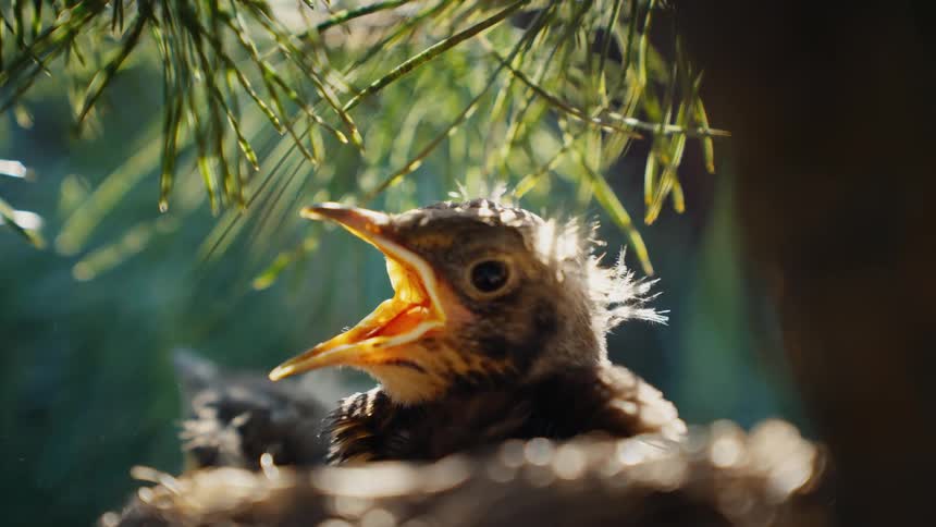 A fledgling baby bird sits in its nest under pine needles, chirping with its beak wide open while waiting for food