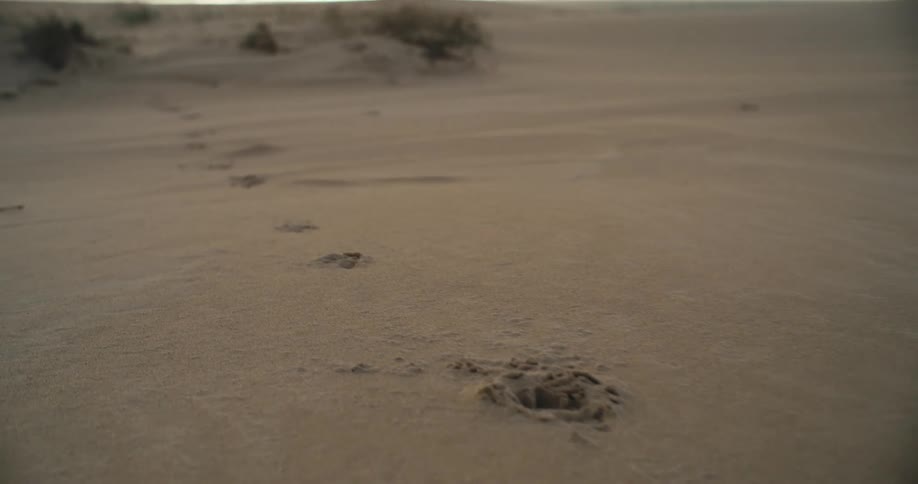 A cinematic slow-motion dolly shot follows a mysterious trail of paw prints across a sandy dune