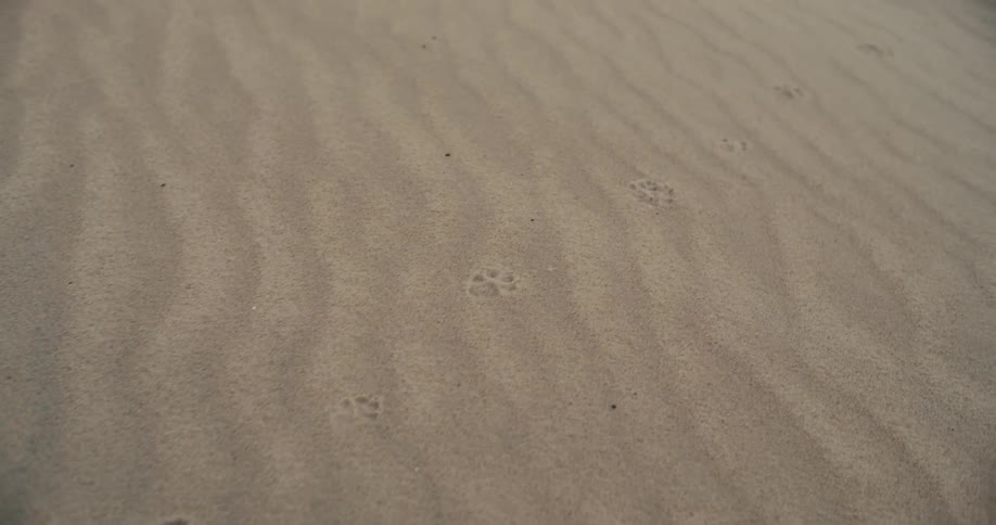 A close-up shot shows a trail of animal paw prints left behind on the soft, rippled sand