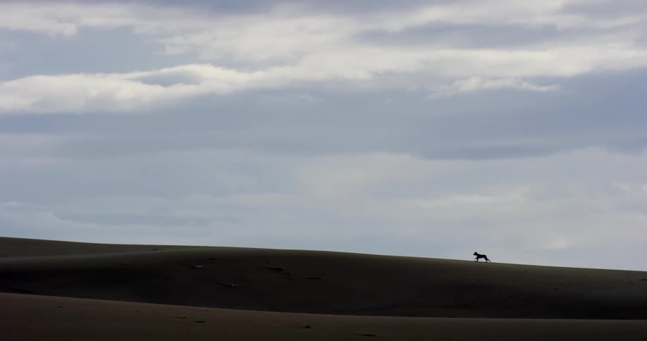 A lone dog runs across the silhouetted crest of a large sand dune under an overcast sky
