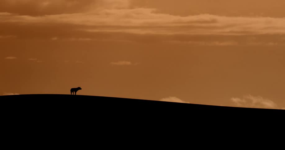 A silhouette of a lone dog stands on a hill at sunset before lying down to rest