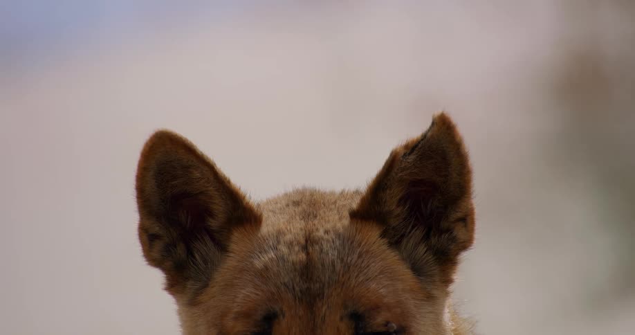 An extreme close-up of a wild dingo's twitching ears as it listens to its surroundings