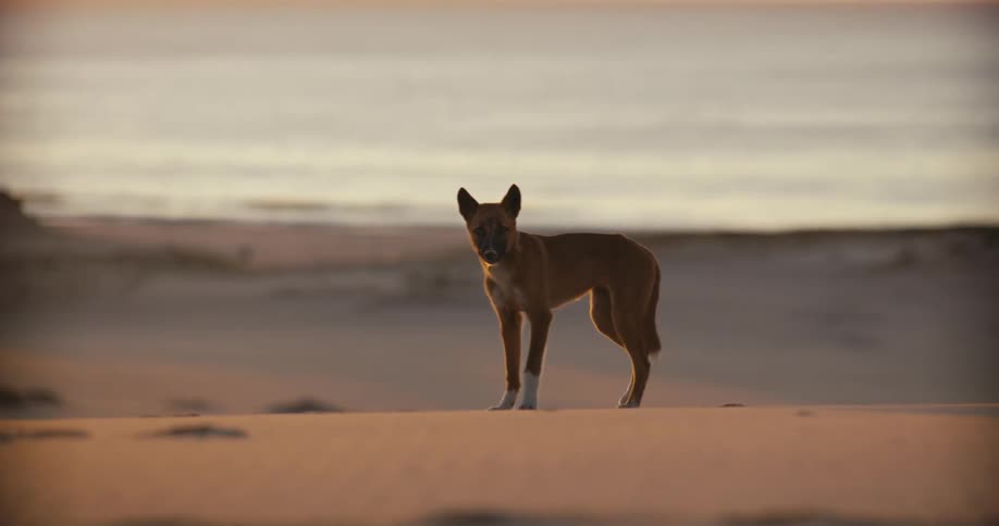A wild dingo walks along a sandy dune by the ocean at sunset, stopping to stare alertly at the camera