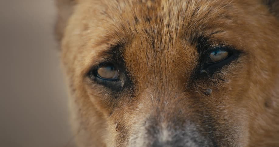 Extreme close-up on the sad, tick-infested eyes of a sick dog blinking slowly