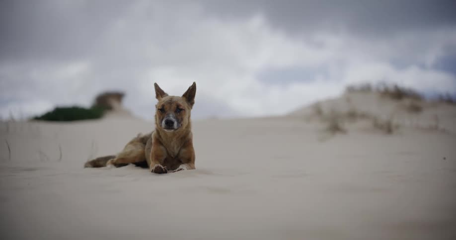 A wild dingo rests peacefully on a sand dune, letting out a big yawn in slow motion under a cloudy sky