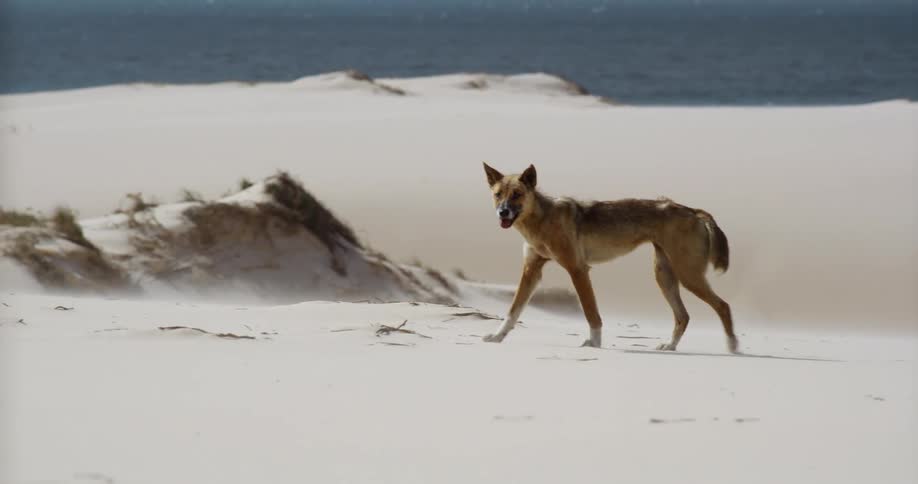 A wild Australian dingo walks cautiously across a vast, windswept sand dune with the ocean in the background