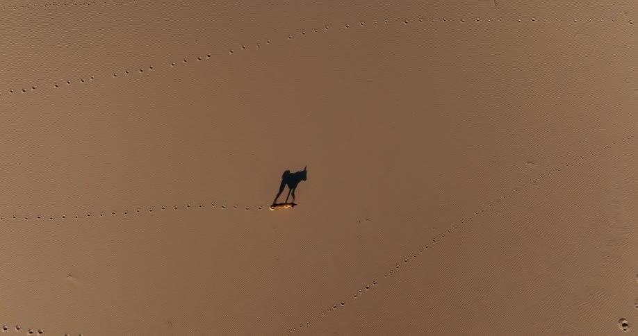 A lone camel's shadow glides across the vast desert sand in a striking top-down aerial view