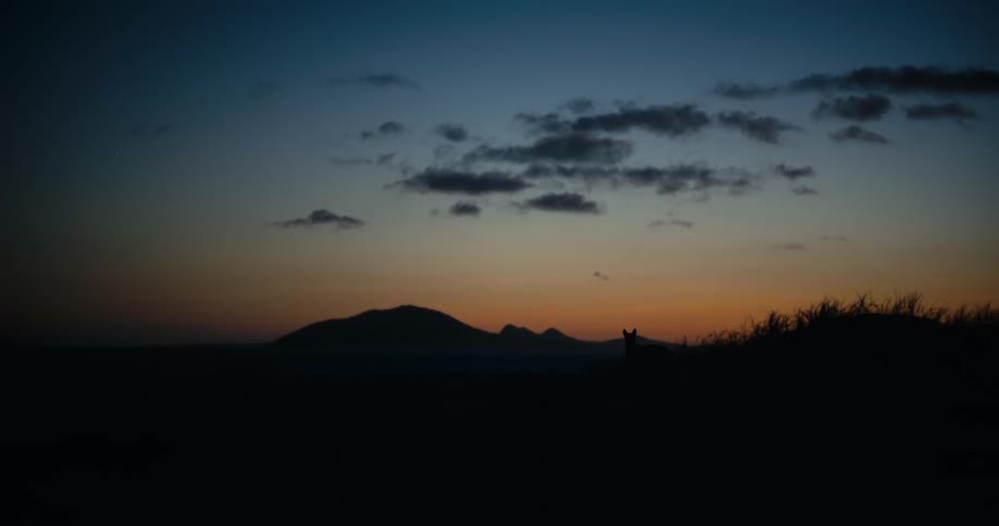 A wild animal is silhouetted against a vibrant twilight sky with mountains in the distance